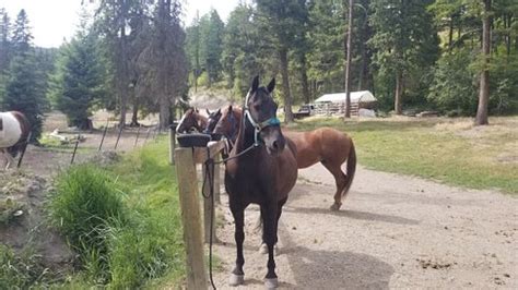 Artemis Acres Paint Horse Ranch Kalispell Mt Opiniones Y