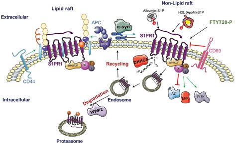 Sphingosine 1 Phosphate Lipid Signaling In Pathology And Therapy Science