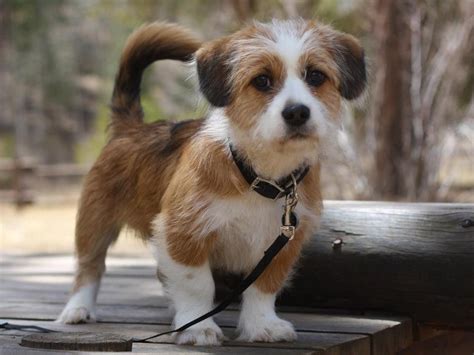 The Top 20 Mixed Dog Breeds In The World Terrier Mix Dogs Mixed