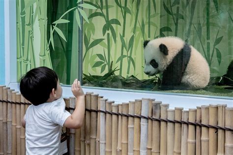 Hundreds Throng To Public Unveiling Of First Giant Panda Cub Born In