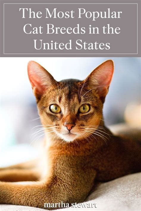The Most Popular Cat Breeds In The United States In 2020 Popular Cat