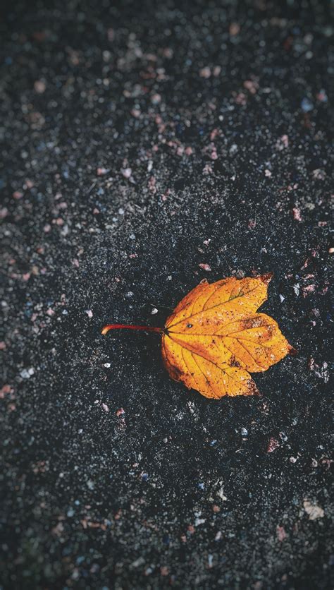 A Yellow Leaf On The Ground Yellow Leaf Ground 4k Phone Hd Wallpaper