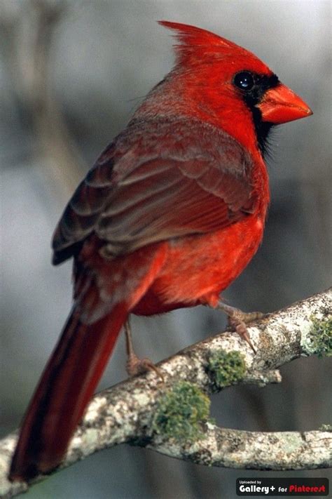 Cardinal West Virginia State Bird Cardinals Pinterest