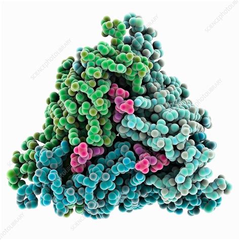 Galactoside Acetyltransferase Complex Stock Image C0355416