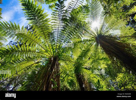 Rainforest With Tree Ferns Hi Res Stock Photography And Images Alamy
