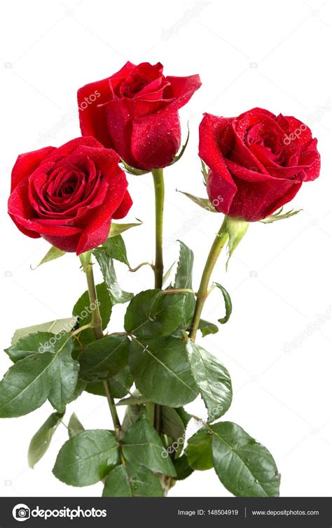 Three Red Roses ⬇ Stock Photo Image By © 02irina 148504919