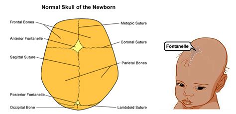 What Is The Purpose Of Fontanelles Of Fetal Skull Pelajaran