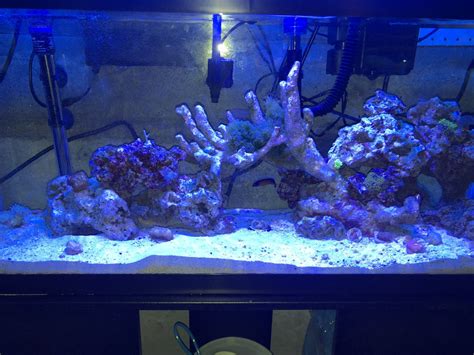 Coraline Algae In bottle | REEF2REEF Saltwater and Reef ...