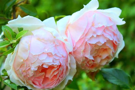 What Is The Most Beautiful Roses For Your Garden Utsav Singh Medium