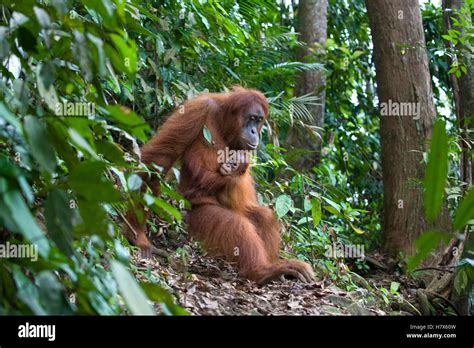 Sumatran Orangutan Pongo Abelii Mother And One And A Half Year Old