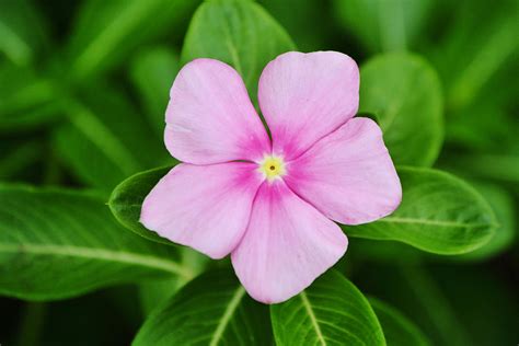 Pink Periwinkle Flower Close Up Photograph By Gaby Ethington Fine Art