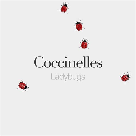 Coccinelles (feminine word) Ladybugs /kɔk.si.nɛl/ Drawing: @merritkoek ...