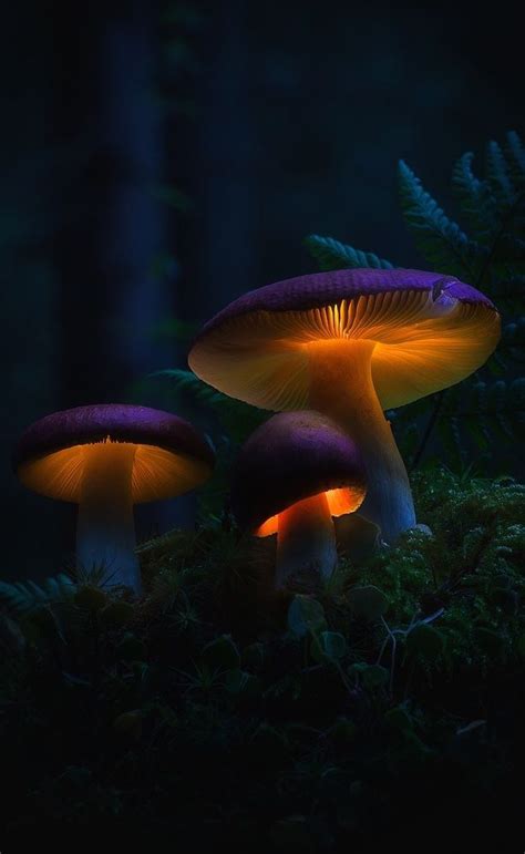 Fantasy Art Landscapes Fantasy Landscape Wild Mushrooms Stuffed