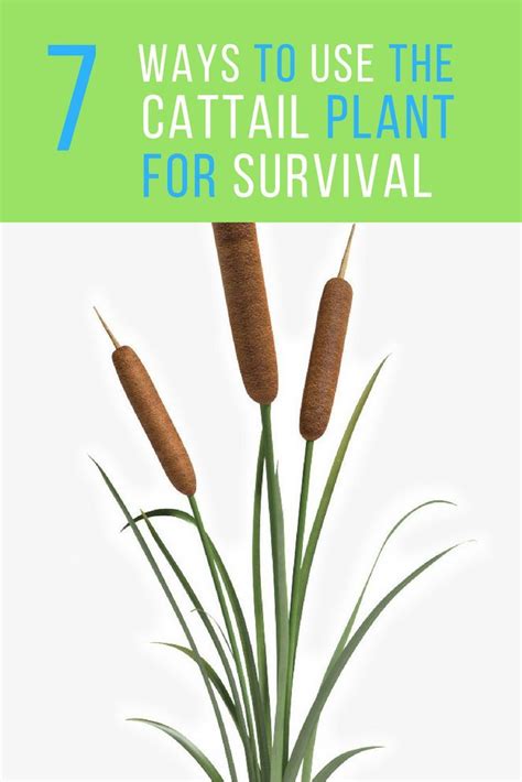 Cattail Uses 7 Ways To Use The Fascinating Plant For Survival