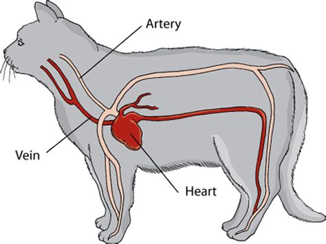 The oxygenated blood is separated from the deoxygenated blood, which improves the efficiency of double circulation and is probably required for the in most animals, the circulatory system is used to transport blood through the body. Introduction to Heart and Blood Vessel Disorders in Cats ...