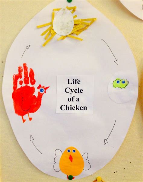 Chicken Life Cycle Craft Life Cycle Of A Chicken Chicken Life Cycle