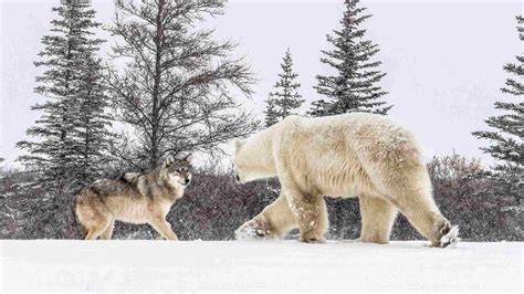 A Rare Look At A Polar Bear Being Chased By A Wolf In Canada Cgtn