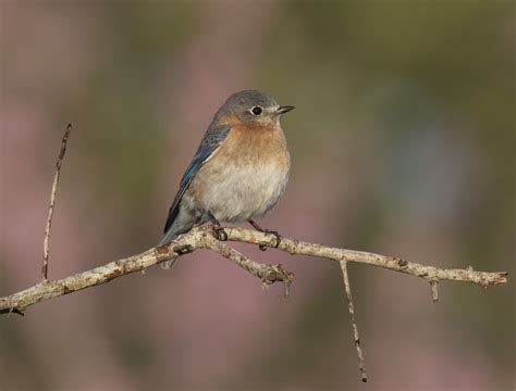 Eastern Bluebird Sialia Sialis Birdforum