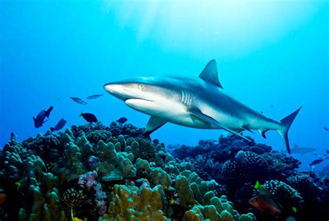 In Cape Cod New Efforts To Coexist With Sharks