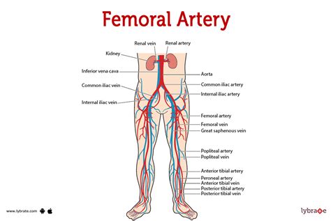 Femoral Artery Human Anatomy Image Functions Diseases And Treatments