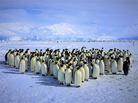 Animal Antarctica Ice King Penguin Mountain Penguin Snow Wallpaper