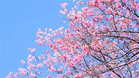 Cherry Blossom On Blue Sky Stock Footage Video 8638042 Shutterstock