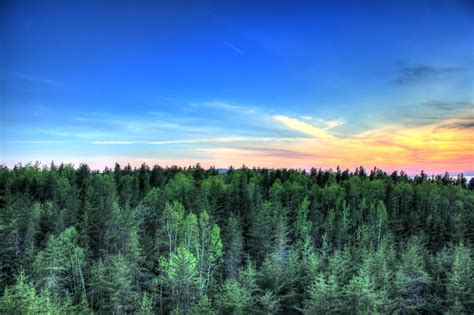 Sunset Over Pine Forest And Sky At Pictured Rocks National Lakeshore