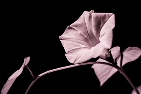 Flower In The Dark Teigan Blackshaw Photographer Photography
