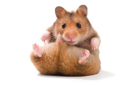 Hamsters Average Weight Online Pet Magazine Alfa Cdscom