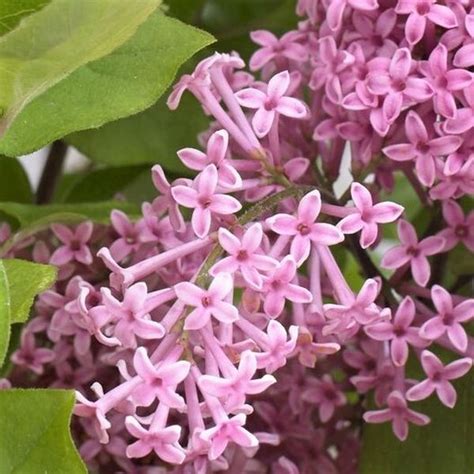 Flowerfesta Pink Dwarf Lilac Buy At