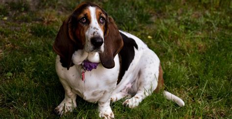 Basset Hound Dog Breed Information The Ultimate Guide Breed Advisor