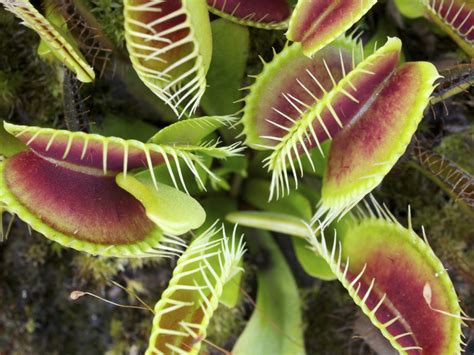 Venus Fly Traps Wentworth Greenhouses