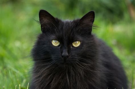 35 Top Images Long Haired Black Cats Oriental Long Hair Cat Brit