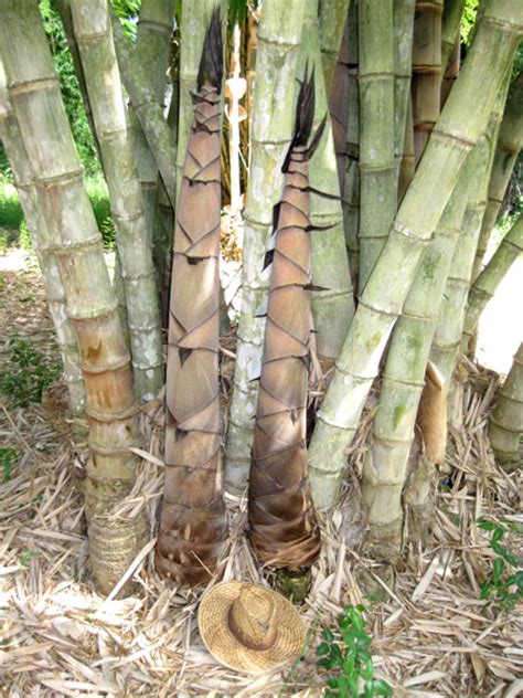 Asper Bamboo Bamboo Australia Sunshine Coast