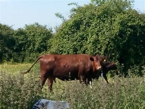 I Came Across A Herd Of These British Rare Breed Cattle Today On A Farm