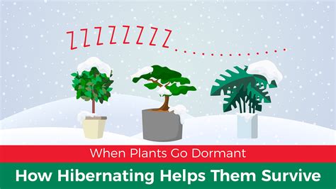 Why Plants Go Dormant In Winter And How It Works Jobes