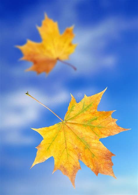 Yellow Autumn Leaves Stock Photo Image Of Seasonal Leaves 11495026