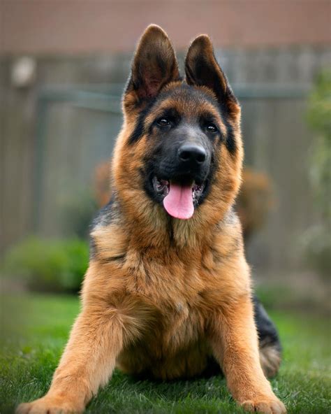 German Shepherds Are Considered Strong And Resilient With Relatively