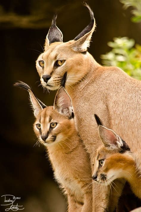 1000 Images About Caracal On Pinterest Cats Africa And