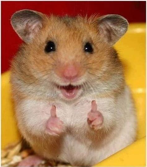 Ill Remember This Happy Little Hamster When I Get