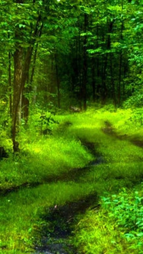 Free Download Green Forest Nature 4k Wallpaper 4k Wallpaper 3840x2160