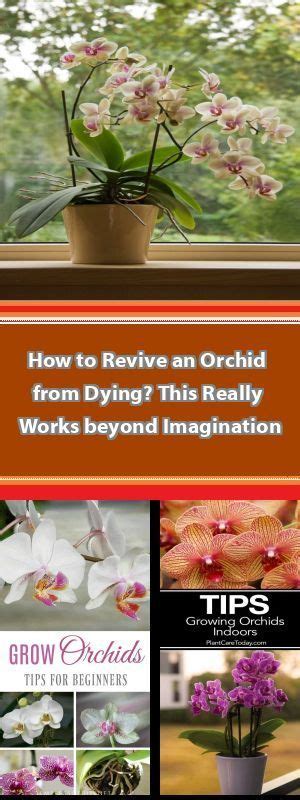 How To Repot An Growing Orchids Orchids Orchid Roots