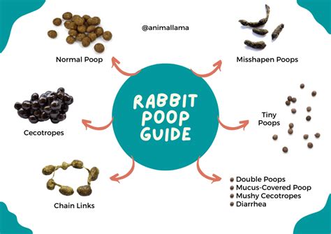 Rabbit Poop Guide What Does Normal Rabbit Poop Look Like Animallama