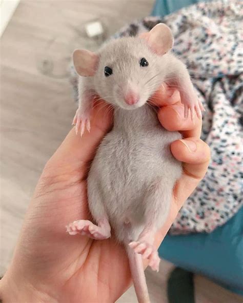 Pin On Cute Rats