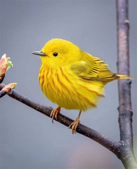 Yellow Warbler Beautiful Birds Pet Birds Birds