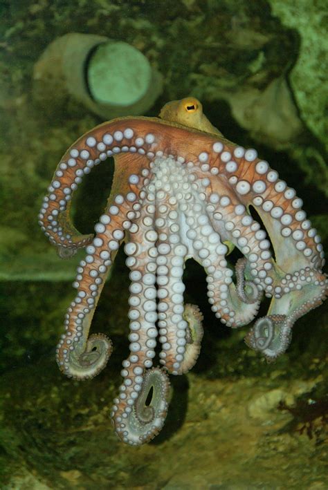 Free Images Underwater Squid Fauna Starfish Invertebrate Octopus