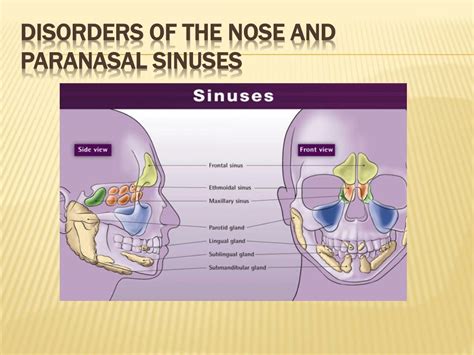 Ppt Otorhinolaryngology Disorders Of The Ear Nose And Throat