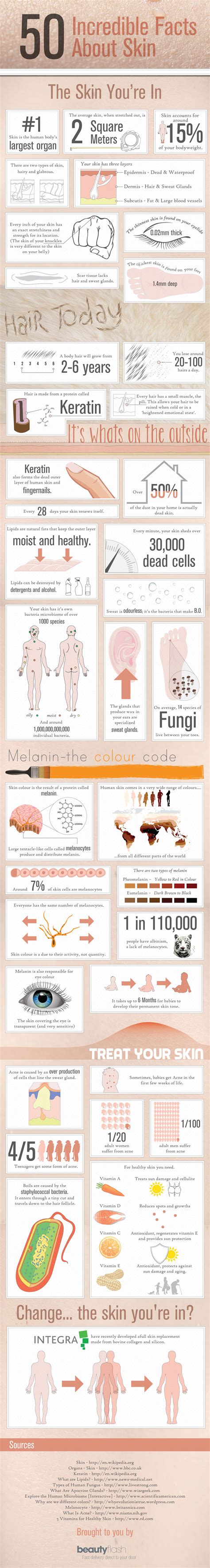 50 Incredible Facts About Skin Infographic Infographic List