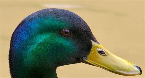 Photo Colourful Mallard Duck Head