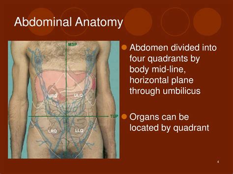 Anatomical Quadrants Organs Region Of Abdomen With Organs Four
